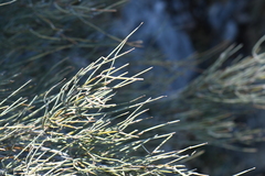 Ephedra aspera