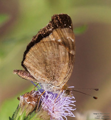 Anthanassa argentea
