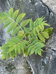Ailanthus altissima
