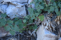 Physalis hederifolia