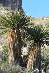 Yucca faxoniana