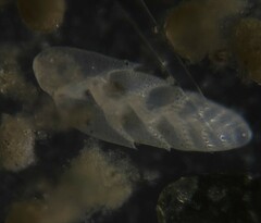 Bolivina beyrichi