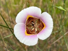Calochortus superbus