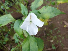Impatiens