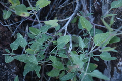 Cyphomeris gypsophiloides