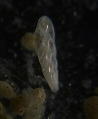 Bolivina beyrichi