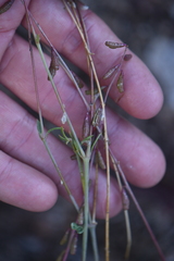Cyphomeris gypsophiloides