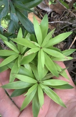 Leucopogon fasciculatus