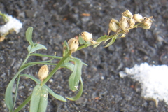Linaria vulgaris