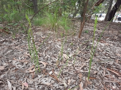 Microtis unifolia