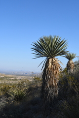 Yucca faxoniana