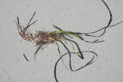 Posidonia australis