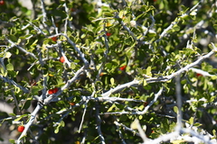 Schaefferia cuneifolia