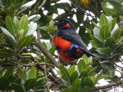 Anisognathus igniventris