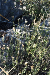 Menodora scabra