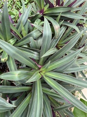 Tradescantia spathacea