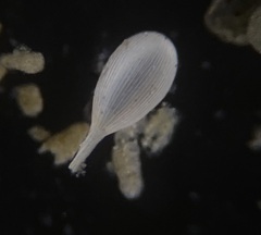 Lagena striata