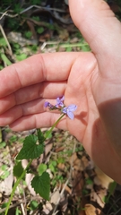 Lobelia trigonocaulis