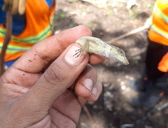 Anolis lemurinus