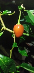 Capsicum annuum