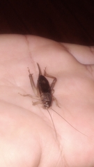 Eunemobius carolinus