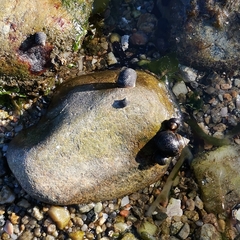 Littorina littorea