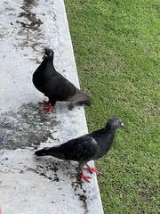 Columba livia domestica