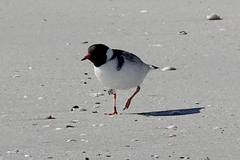 Thinornis cucullatus