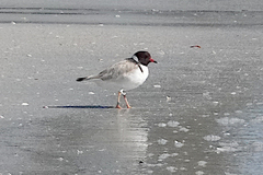 Thinornis cucullatus