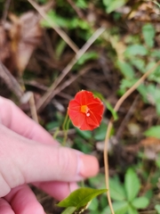Ipomoea hederifolia