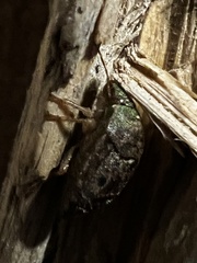 Diolcus chrysorrhoeus