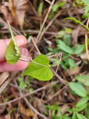 Ipomoea hederifolia