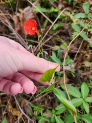 Ipomoea hederifolia