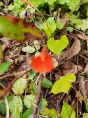 Ipomoea hederifolia
