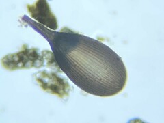 Lagena striata