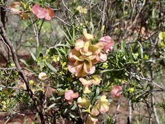 Dodonaea viscosa angustissima