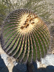 Echinocactus platyacanthus