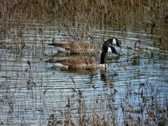 Branta canadensis maxima