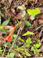 Ipomoea hederifolia