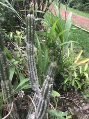 Cereeae
