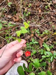 Ipomoea hederifolia