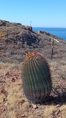 Ferocactus emoryi emoryi