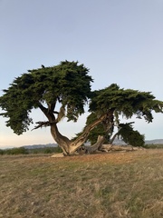 Cupressaceae