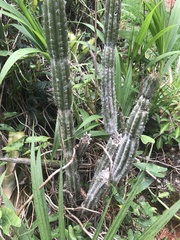 Cereeae