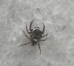 Hasarius adansoni