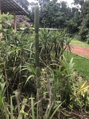 Cereeae