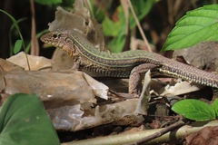 Ameiva praesignis