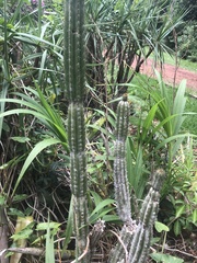Cereeae