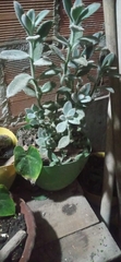 Kalanchoe tomentosa