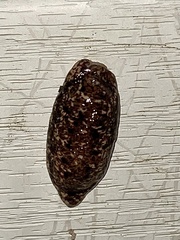 Philomycus carolinianus